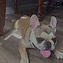 dog, french_bulldog, indoor, floor, wooden_floor, tongue_out, ears_up, pet, animal, cute, canine, resting, brown_heart_emoji, furniture, chair, legs, home, light, shadow, happy