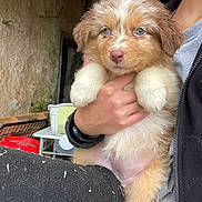 Abby a rejoint le concours — aidez-le/la à gagner de superbes lots ! animal, background, closeup, cute, dog, fluffy, furniture, hand, holding, jacket, outdoor, person, pet, puppy, red_bucket, rustic, shirt, table, watch, young