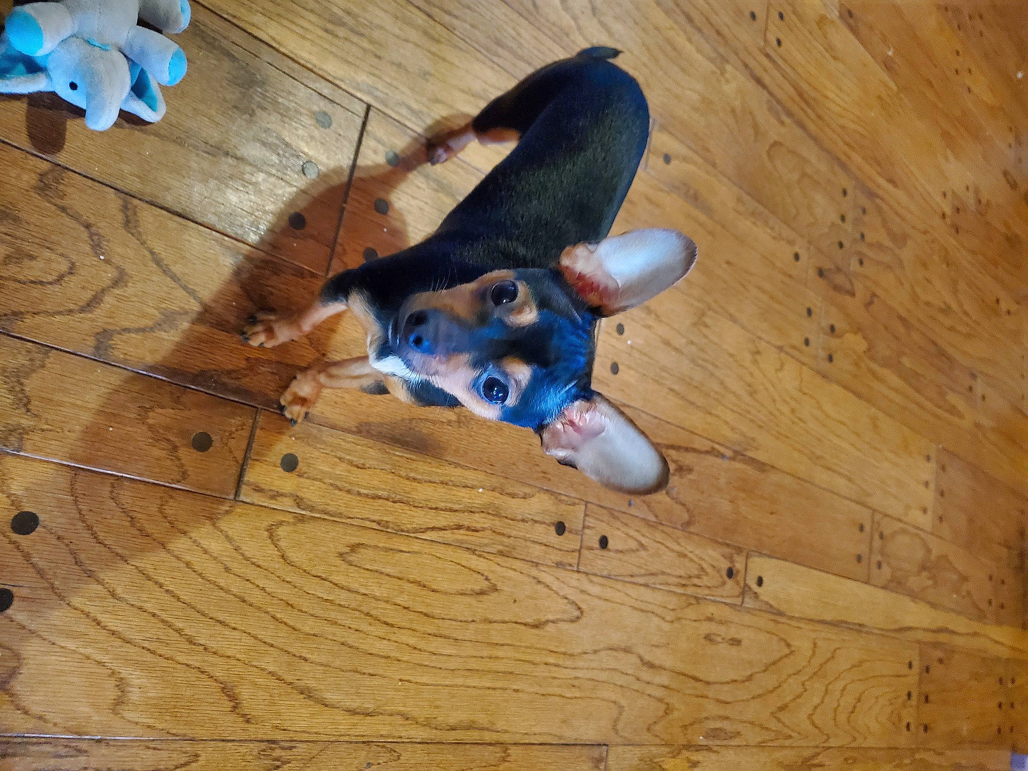 Deuce is registered to the contest to win money with this photo: blue, carnivore, companion_dog, dog, dog_breed, dog_supply, electric_blue, fawn, floor, flooring, hardwood, laminate_flooring, plank, plywood, tail, toy, varnish, wood, wood_flooring, wood_stain
