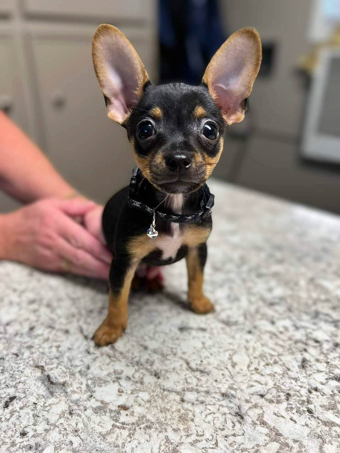 Deuce joined the competition — help win amazing prizes! canidae, carnivore, chihuahua, companion_dog, corgi_chihuahua, dog, dog_breed, ear, fawn, nail, picture_frame, prazsky_krysarik, puppy, snout, sporting_group, terrestrial_animal, toy_dog, whiskers, working_animal