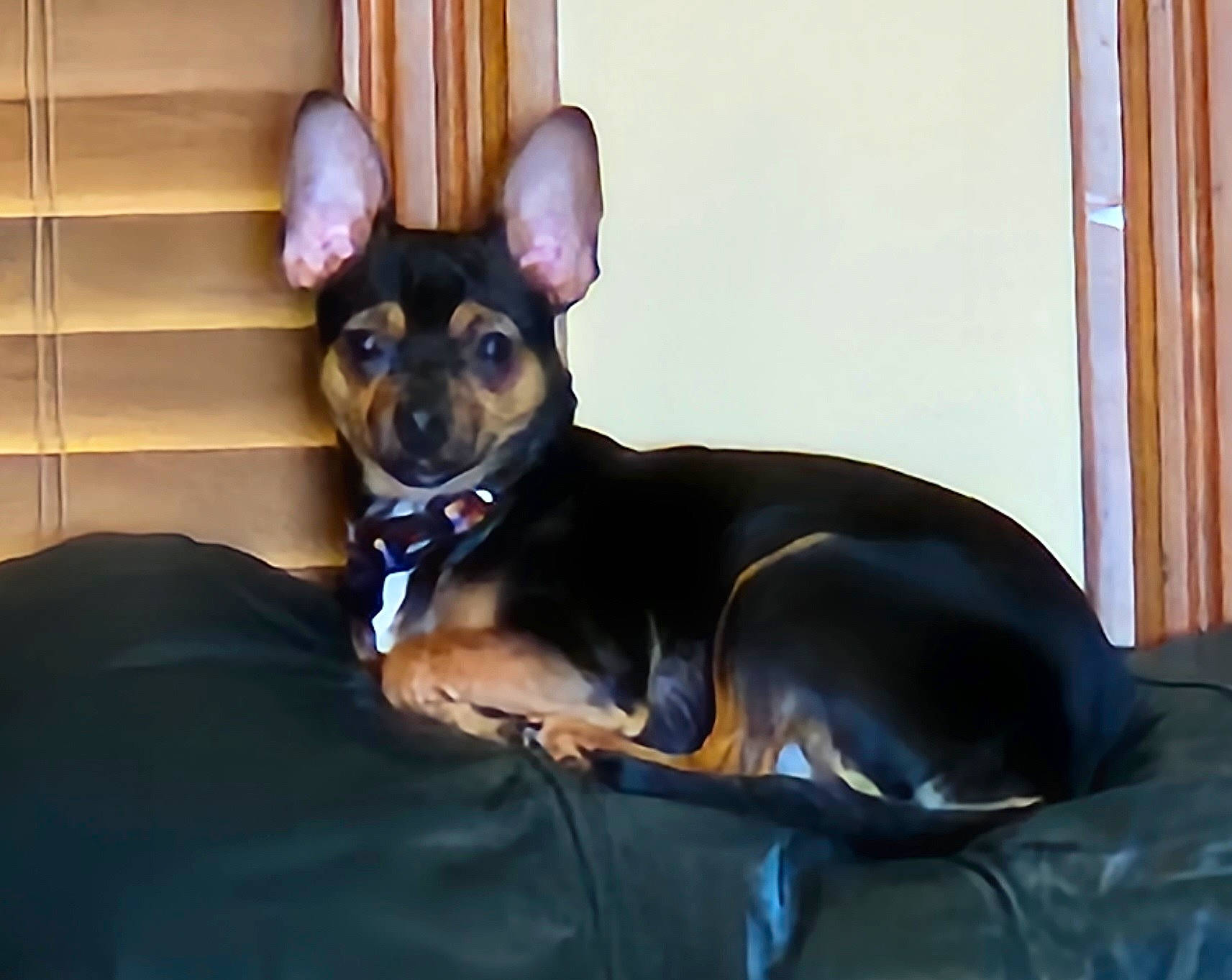 Deuce is registered to the contest to win money with this photo: canidae, carnivore, chihuahua, collar, comfort, companion_dog, corgi_chihuahua, dog, dog_breed, dog_supply, ear, fawn, pinscher, prazsky_krysarik, russkiy_toy, snout, sporting_group, toy_dog, whiskers, working_animal