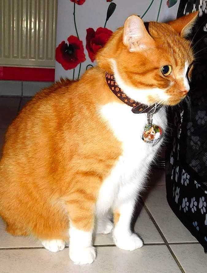 Angel participe au concours pour gagner de l'argent avec cette photo : cat, claw, collar, domestic_short_haired_cat, eye, fawn, felidae, flooring, flower, fur, houseplant, paw, plant, sitting, small_to_medium_sized_cats, snout, tail, whiskers, wood