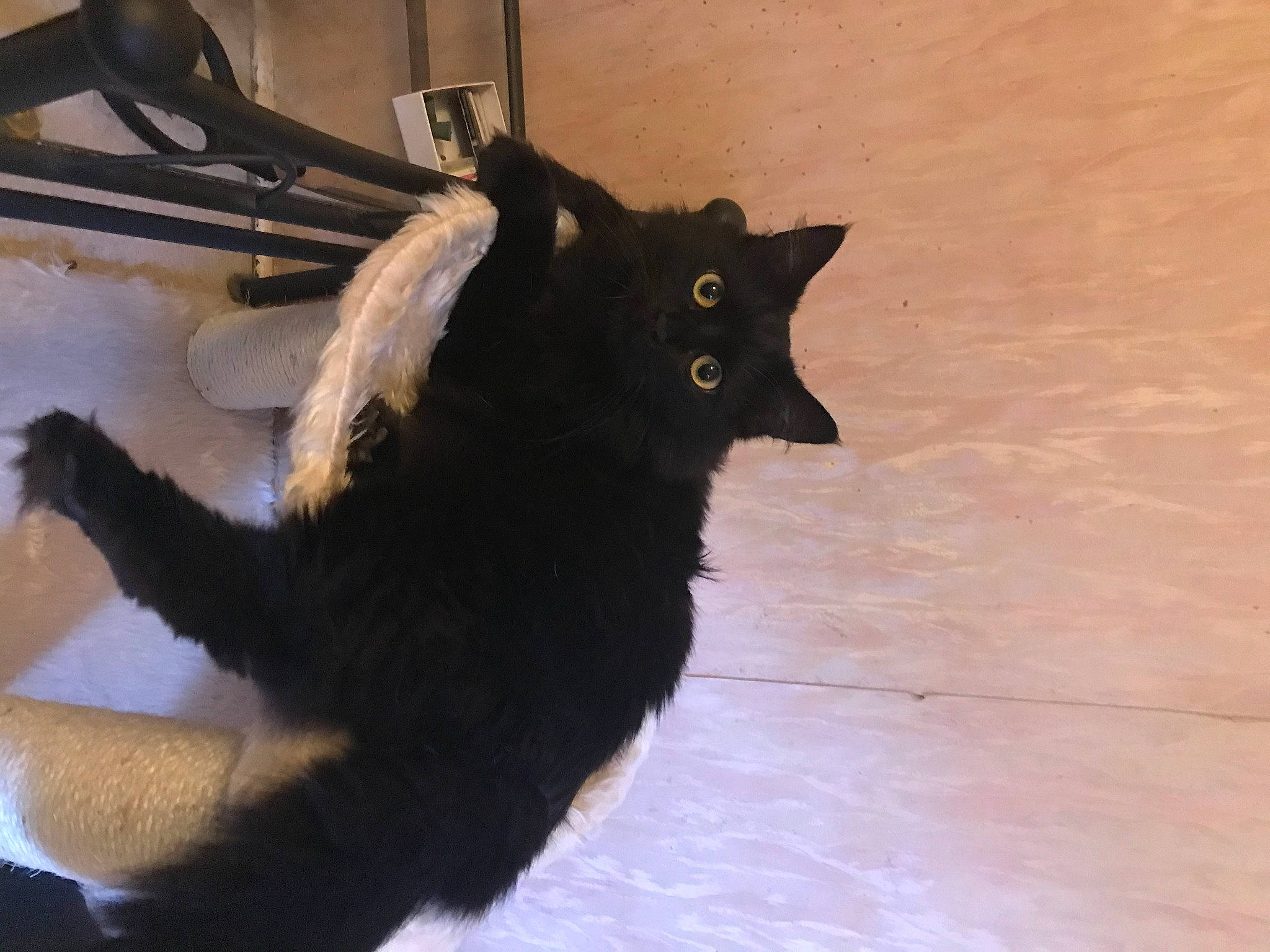 Freyja a rejoint le concours — aidez-le/la à gagner de superbes lots ! black_cat, bombay, carnivore, cat, claw, domestic_short_haired_cat, eye, felidae, flooring, fur, hardwood, paw, small_to_medium_sized_cats, snout, tail, terrestrial_animal, tile_flooring, whiskers, window, wood