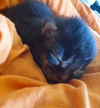 Ramsès a rejoint le concours — aidez-le/la à gagner de superbes lots ! black_cat, canidae, carnivore, cat, claw, comfort, domestic_short_haired_cat, electric_blue, felidae, finger, fur, nail, nap, paw, small_to_medium_sized_cats, snout, tail, terrestrial_animal, thumb, whiskers