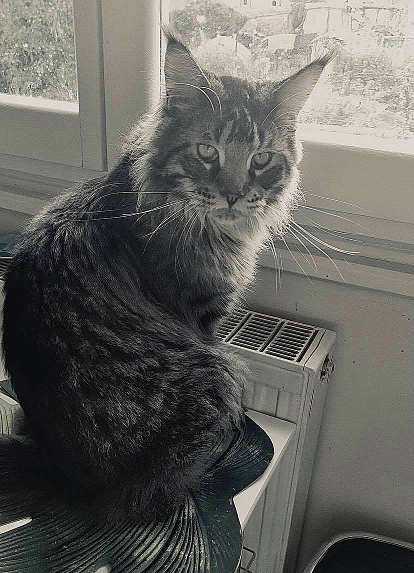 Ramsès a rejoint le concours — aidez-le/la à gagner de superbes lots ! carnivore, cat, claw, comfort, domestic_short_haired_cat, felidae, fur, grey, houseplant, monochrome, monochrome_photography, paw, photography, sitting, small_to_medium_sized_cats, snout, style, tail, whiskers, window