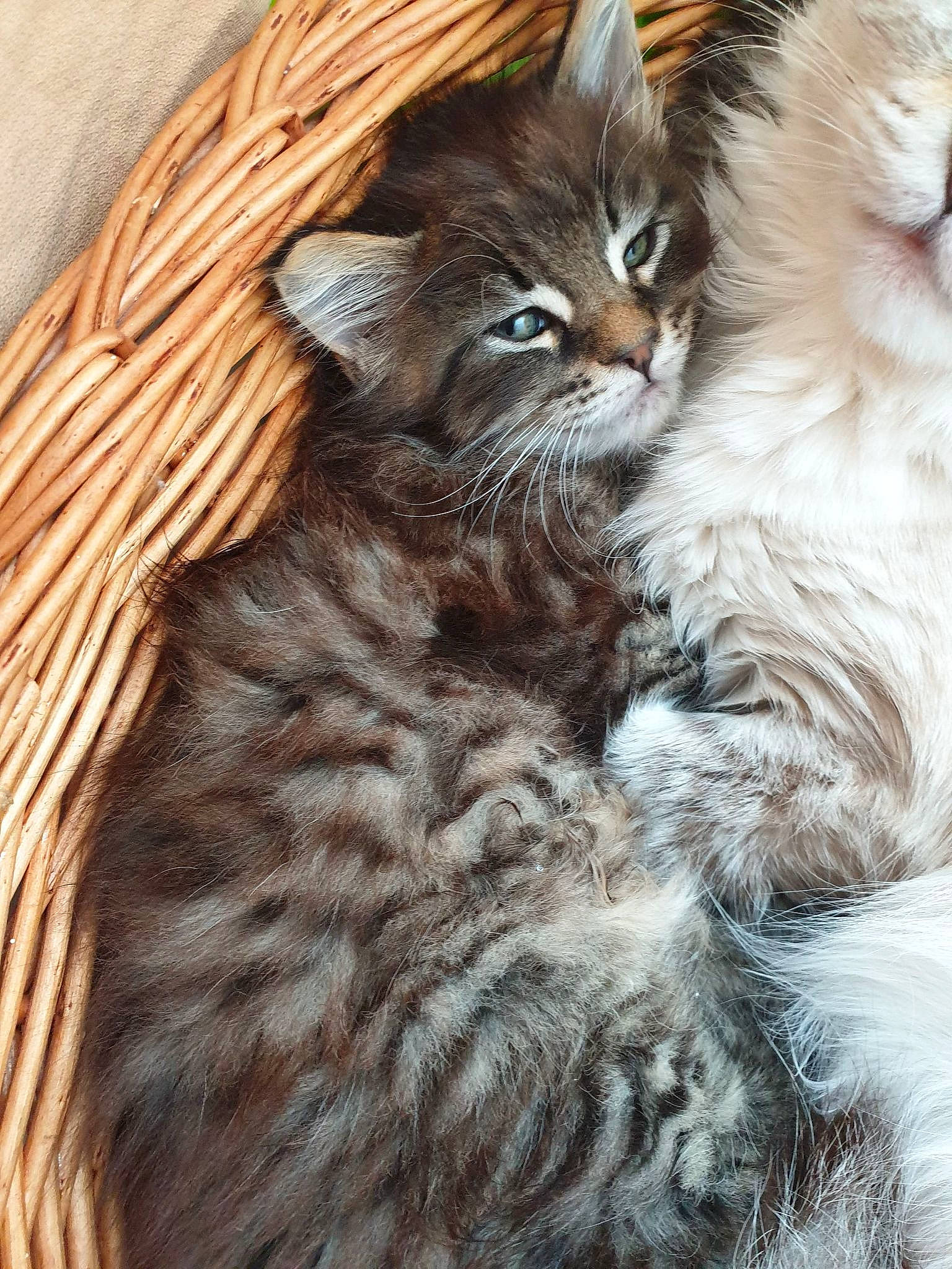 Ramsès participe au concours pour gagner de l'argent avec cette photo : carnivore, cat, claw, comfort, domestic_short_haired_cat, felidae, fur, iris, maine_coon, selkirk_rex, small_to_medium_sized_cats, snout, tail, terrestrial_animal, whiskers, wood