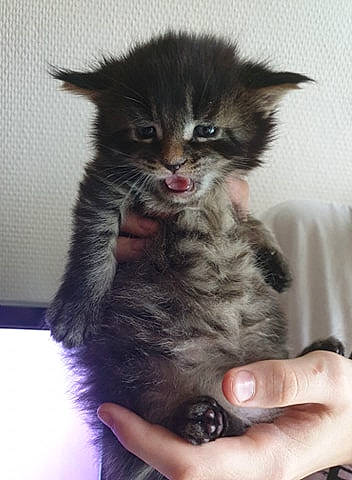 Ramsès participe au concours pour gagner de l'argent avec cette photo : british_longhair, carnivore, cat, claw, comfort, domestic_short_haired_cat, eye, felidae, fur, gesture, hair, nail, paw, small_to_medium_sized_cats, snout, tail, terrestrial_animal, whiskers