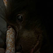 Duffy is registered to the contest to win money with this photo: dog, close_up, dark, blanket, floral_pattern, pet, cozy, eye, fur, indoor, resting, sleepy, soft, shadow, texture, animal, cute, comfort, warm, snuggle