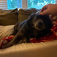 Duffy is registered to the contest to win money with this photo: animal, blanket, blur, brown, comfort, couch, cozy, cushion, dog, fur, hand, home, indoor, orange, pet, red, relaxing, resting, soft, window