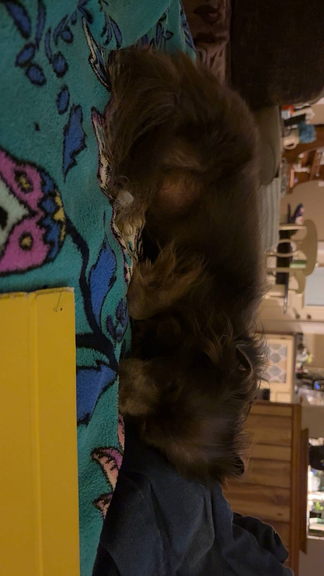 Duffy joined the competition — help win amazing prizes! animal, blanket, brown, butterfly, carpet, couch, cozy, dog, domestic, fabric, fluffy, fur, furniture, home, indoor, living_room, pattern, pet, relaxation, resting