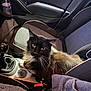 Pumba a rejoint le concours — aidez-le/la à gagner de superbes lots ! animal, black_fur, blue_eyes, bottle, brown_fur, car_interior, car_seat, cat, clothing, console, curious, feline, fluffy, gear_shift, indoor, pet, phone_charger, seat, seatbelt, vehicle