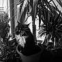 black_and_white, cat, decor, domestic_animal, feline, furry, home, houseplants, indoor, leafy, nature, pet, plant_pot, pot, shadow, sitting, sunlight, whiskers, window, yawning_cat
