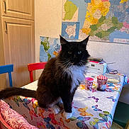 Pumba participe au concours pour gagner de l'argent avec cette photo : animal, black_and_white, butterfly_pattern, cat, chair, colorful, cozy, cup, domestic, furniture, furry, heterochromia, indoor, jam_jar, kitchen, map, pet, radio, sitting, table