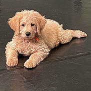Rocco joined the competition — help win amazing prizes! puppy, dog, golden_doodle, curly_fur, pet, cute, animal, indoor, floor, collar, orange_tag, lying_down, young, mammal, fur, adorable, companion, domestic_animal, pet_collar, curious