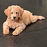 puppy, dog, golden_doodle, curly_fur, pet, cute, animal, indoor, floor, collar, orange_tag, lying_down, young, mammal, fur, adorable, companion, domestic_animal, pet_collar, curious
