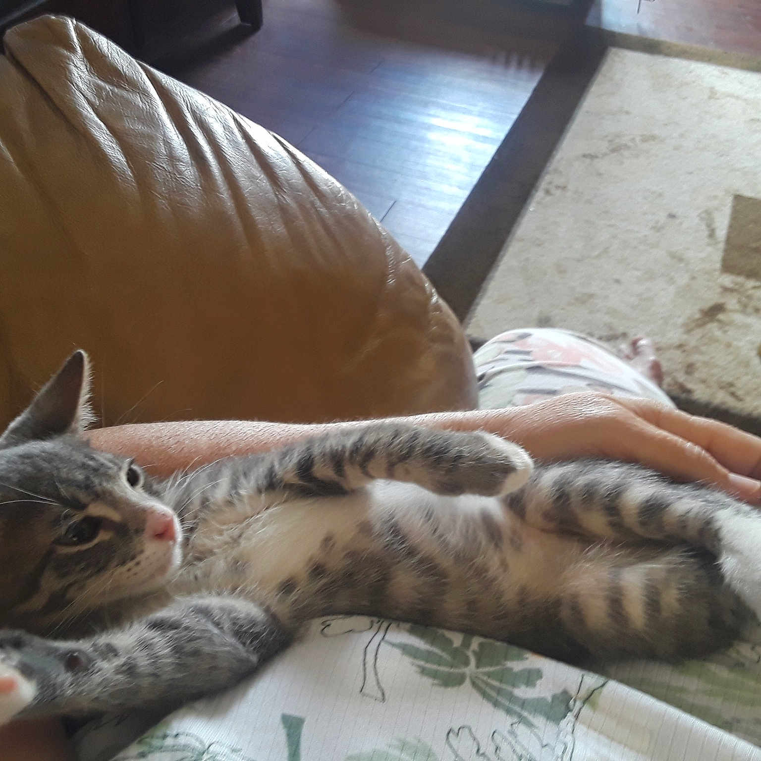 Jeda is registered to the contest to win money with this photo: american_shorthair, bengal, california_spangled, carnivoran, cat, cat_like_mammal, domestic_short_haired_cat, dragon_li, european_shorthair, fauna, kitten, mammal, nap, ocicat, paw, small_to_medium_sized_cats, tabby_cat, toyger, whiskers
