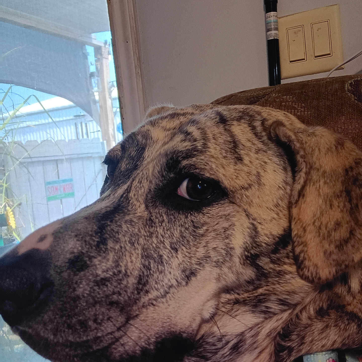 Lucy
