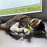 cat, tabby_cat, white_paws, toy, feather, window, tile_floor, indoor, sunlight, shadow, playful, pet, animal, fur, whiskers, claws, relaxed, curled_up, green_toy, home
