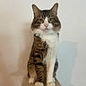 Bandit a rejoint le concours — aidez-le/la à gagner de superbes lots ! cat, tabby_cat, white_paws, cat_tree, pet, feline, animal, indoor, sitting, looking_at_camera, whiskers, ears, fur, shadow, portrait, domestic_cat, cute, pet_furniture, calm, household