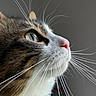 Bandit a rejoint le concours — aidez-le/la à gagner de superbes lots ! cat, close_up, whiskers, face, profile, pet, feline, animal, curious, soft_light, indoor, eye, nose, fur, focus, portrait, domestic_cat, mammal, tabby, white