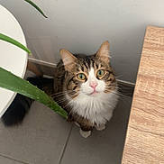 Bandit a rejoint le concours — aidez-le/la à gagner de superbes lots ! cat, tabby_cat, white_fur, green_eyes, plant, aloe_vera, wooden_table, tile_floor, indoor, pet, curious, looking_up, cute, feline, whiskers, ears, fur, domestic_animal, corner, houseplant