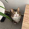 cat, tabby_cat, white_fur, green_eyes, plant, aloe_vera, wooden_table, tile_floor, indoor, pet, curious, looking_up, cute, feline, whiskers, ears, fur, domestic_animal, corner, houseplant