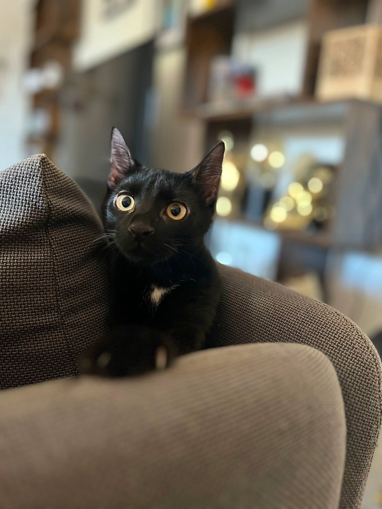 Syrah a rejoint le concours — aidez-le/la à gagner de superbes lots ! black_cat, bombay, carnivore, cat, comfort, domestic_short_haired_cat, felidae, fur, small_to_medium_sized_cats, snout, terrestrial_animal, whiskers