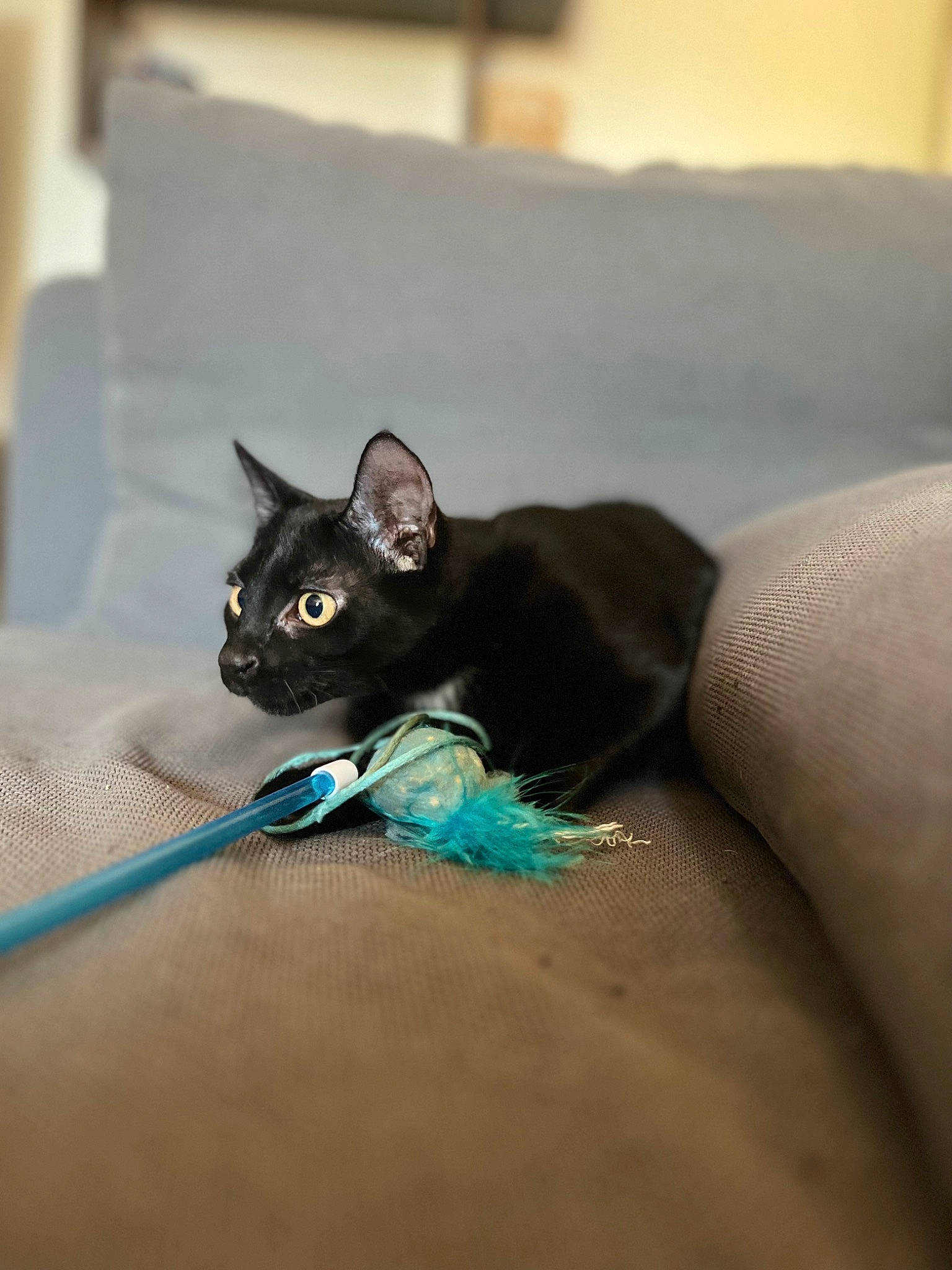 Syrah a rejoint le concours — aidez-le/la à gagner de superbes lots ! bed, black_cat, bombay, carnivore, cat, claw, comfort, domestic_short_haired_cat, electric_blue, eye, fashion_accessory, felidae, fur, grey, havana_brown, linens, room, small_to_medium_sized_cats, tail, whiskers