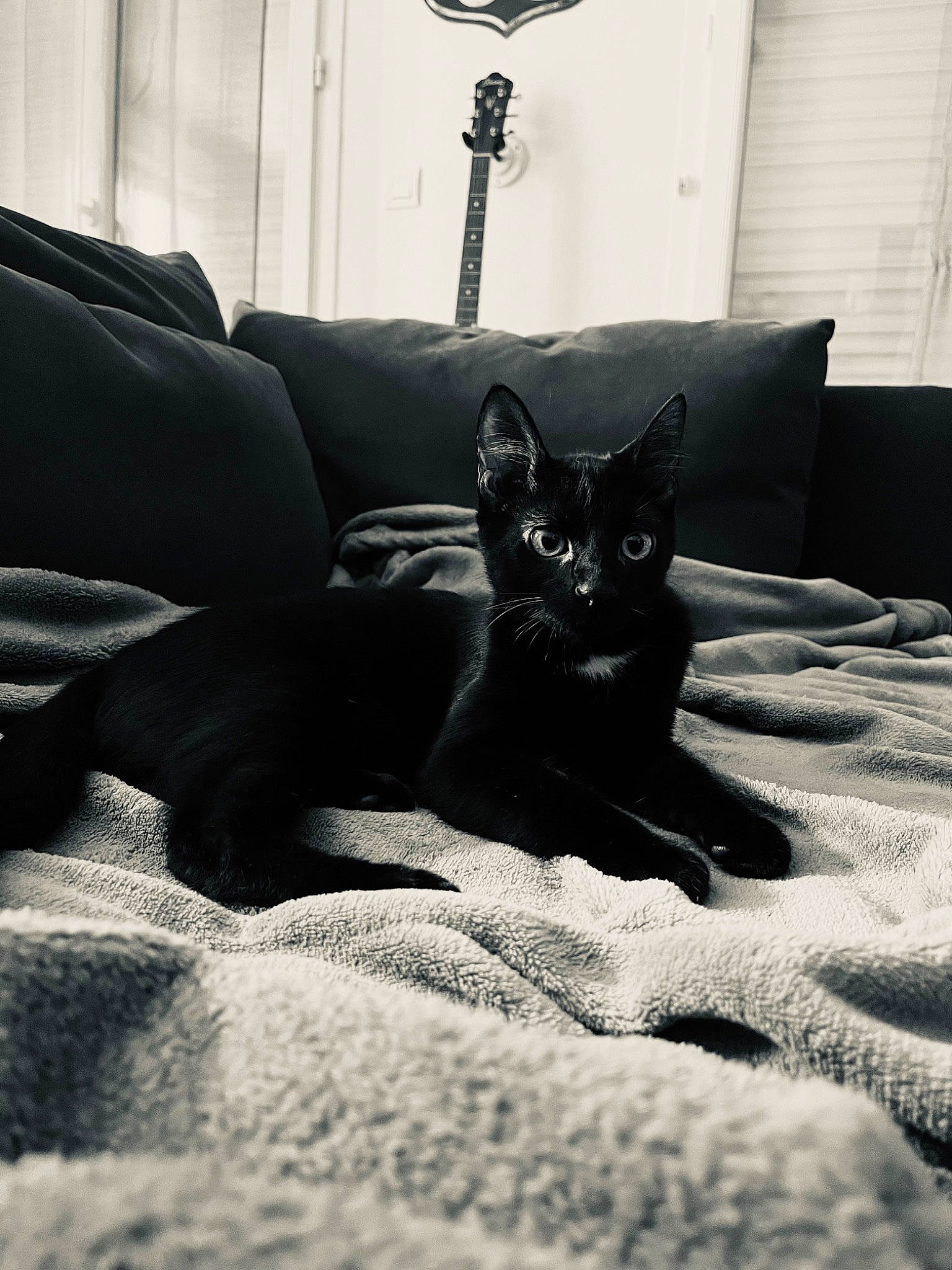 Syrah a rejoint le concours — aidez-le/la à gagner de superbes lots ! black, black_and_white, bombay, carnivore, cat, comfort, couch, felidae, flooring, grey, human_leg, interior_design, living_room, monochrome_photography, room, small_to_medium_sized_cats, style, tail, tints_and_shades, whiskers