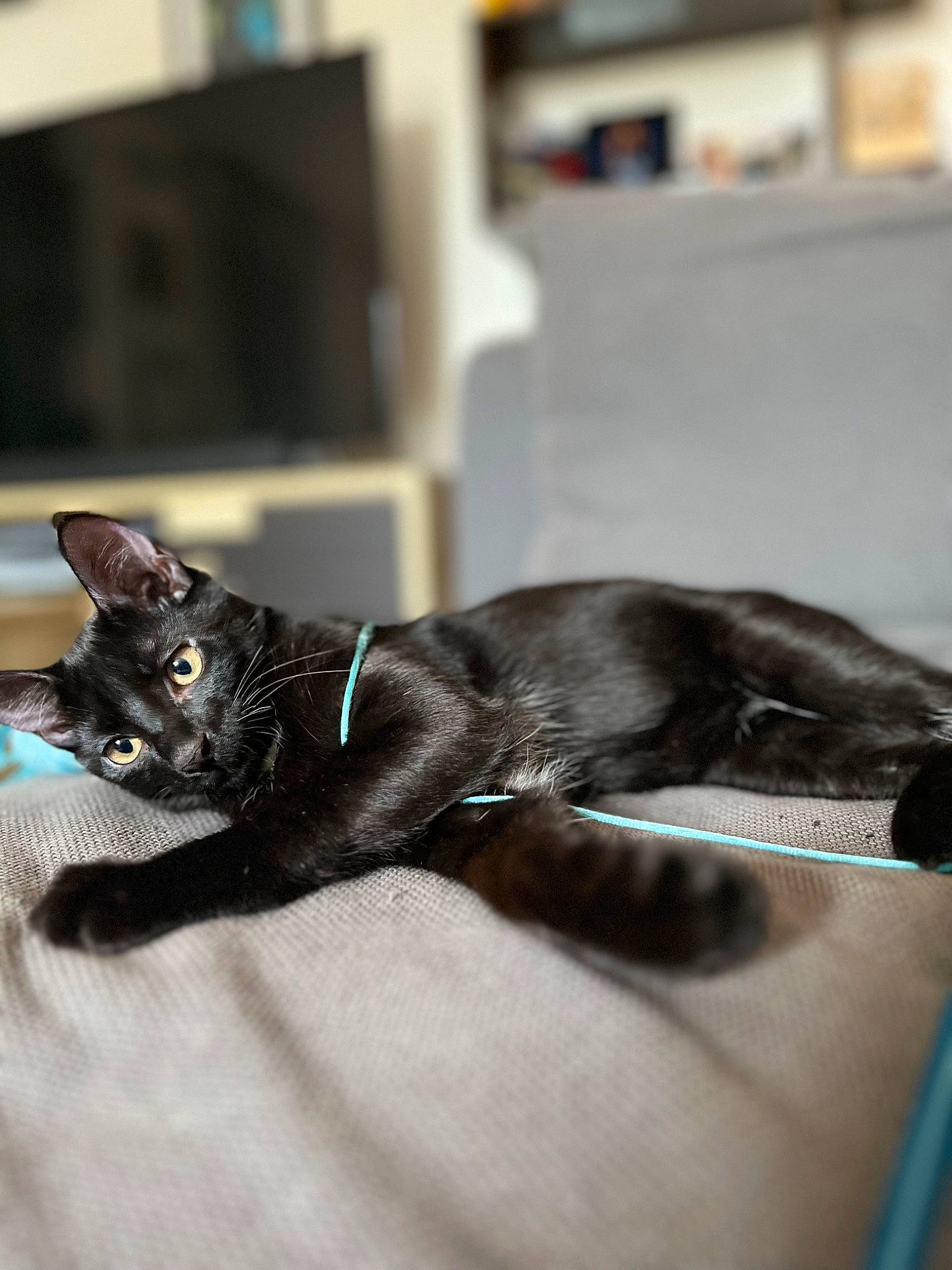 Syrah a rejoint le concours — aidez-le/la à gagner de superbes lots ! black_cat, carnivore, cat, claw, comfort, domestic_short_haired_cat, ear, felidae, fur, grey, monochrome_photography, paw, room, sitting, small_to_medium_sized_cats, snout, tail, whiskers