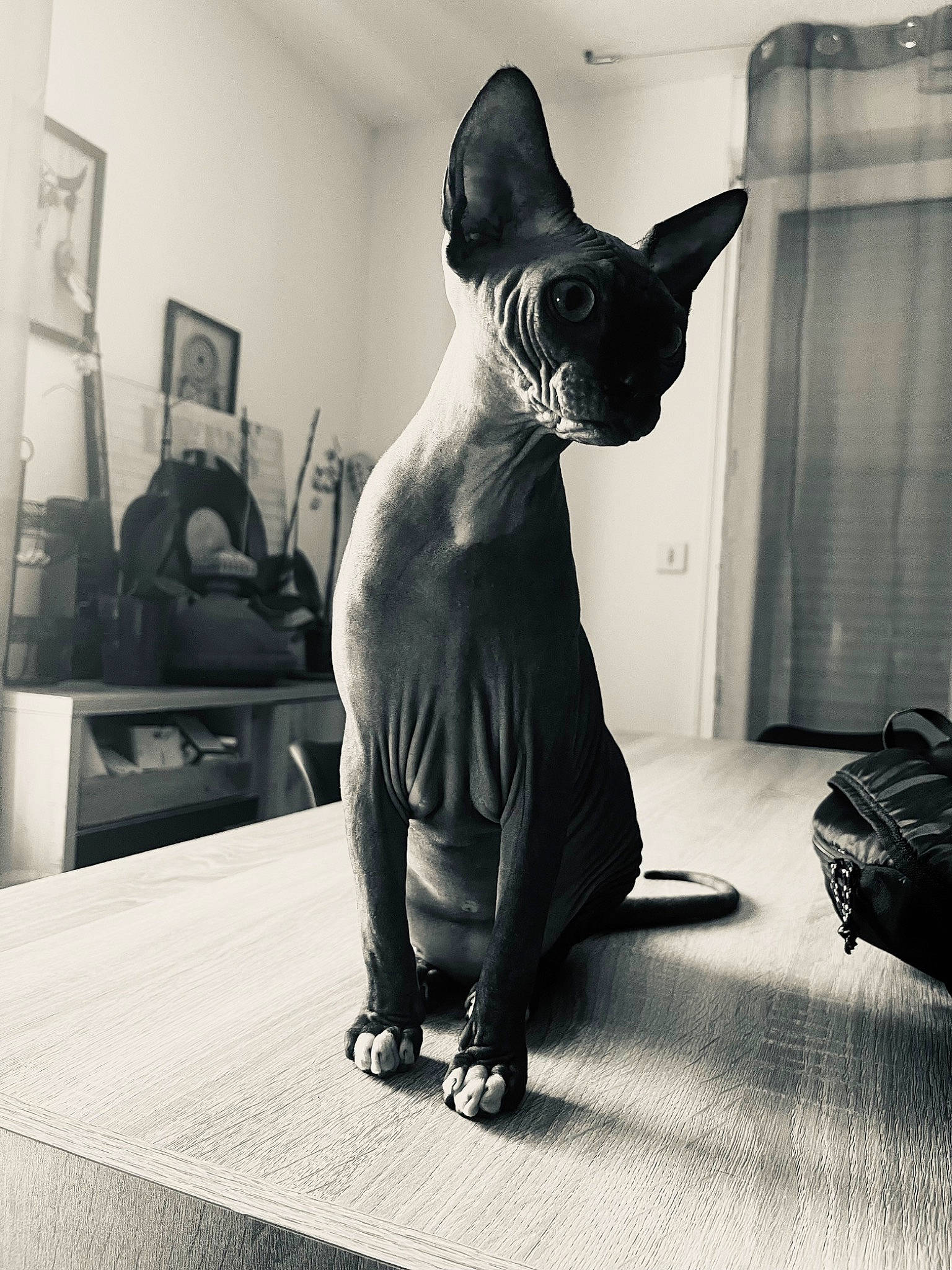 Uby participe au concours pour gagner de l'argent avec cette photo : art, black, black_and_white, black_cat, carnivore, cat, comfort, curtain, domestic_short_haired_cat, felidae, fur, grey, luggage_and_bags, monochrome, monochrome_photography, picture_frame, small_to_medium_sized_cats, snout, tail, whiskers