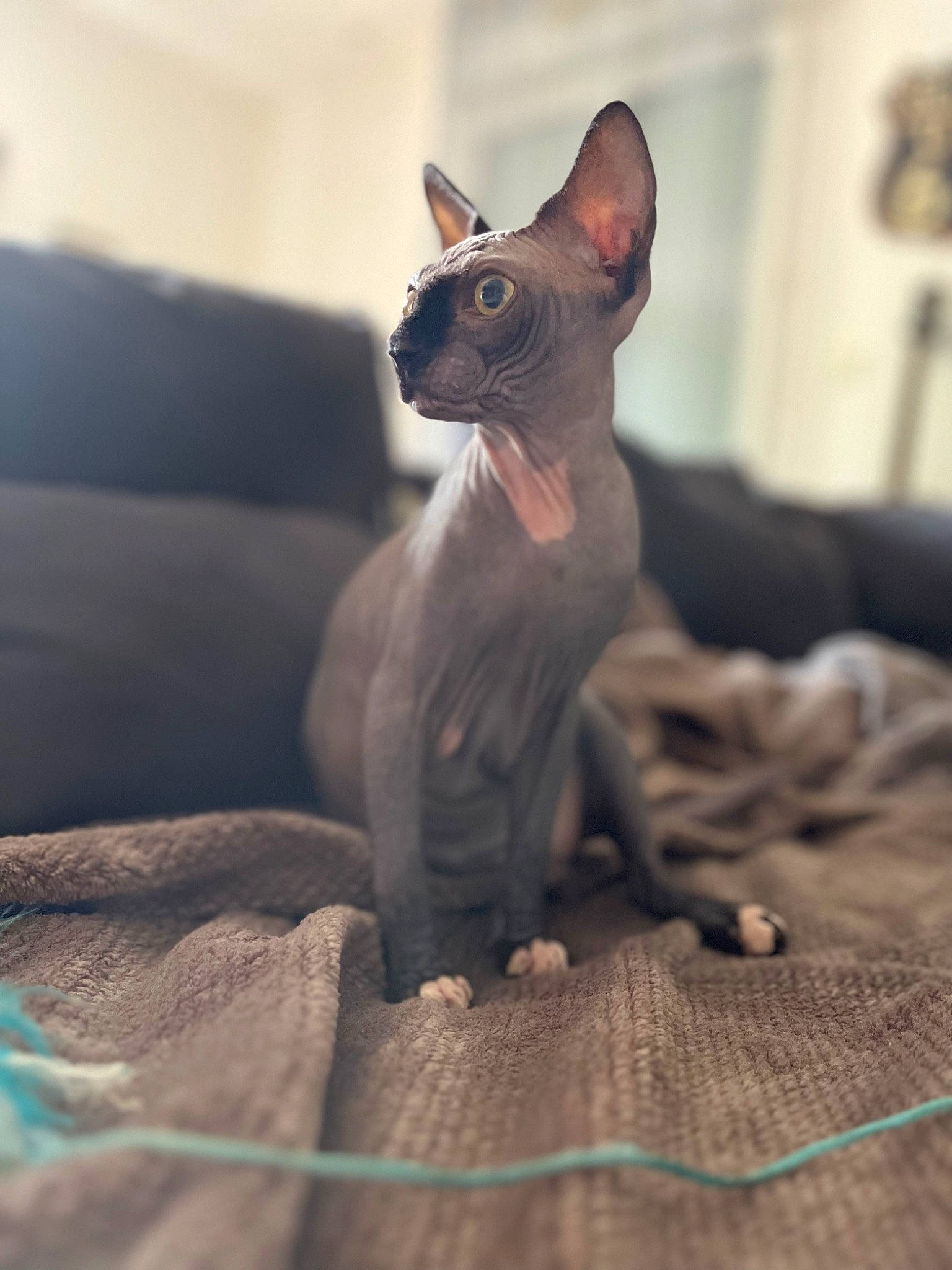 Uby participe au concours pour gagner de l'argent avec cette photo : carmine, carnivore, cat, comfort, domestic_short_haired_cat, donskoy, fawn, felidae, fur, grey, rex_cat, small_to_medium_sized_cats, snout, sphynx, terrestrial_animal, whiskers