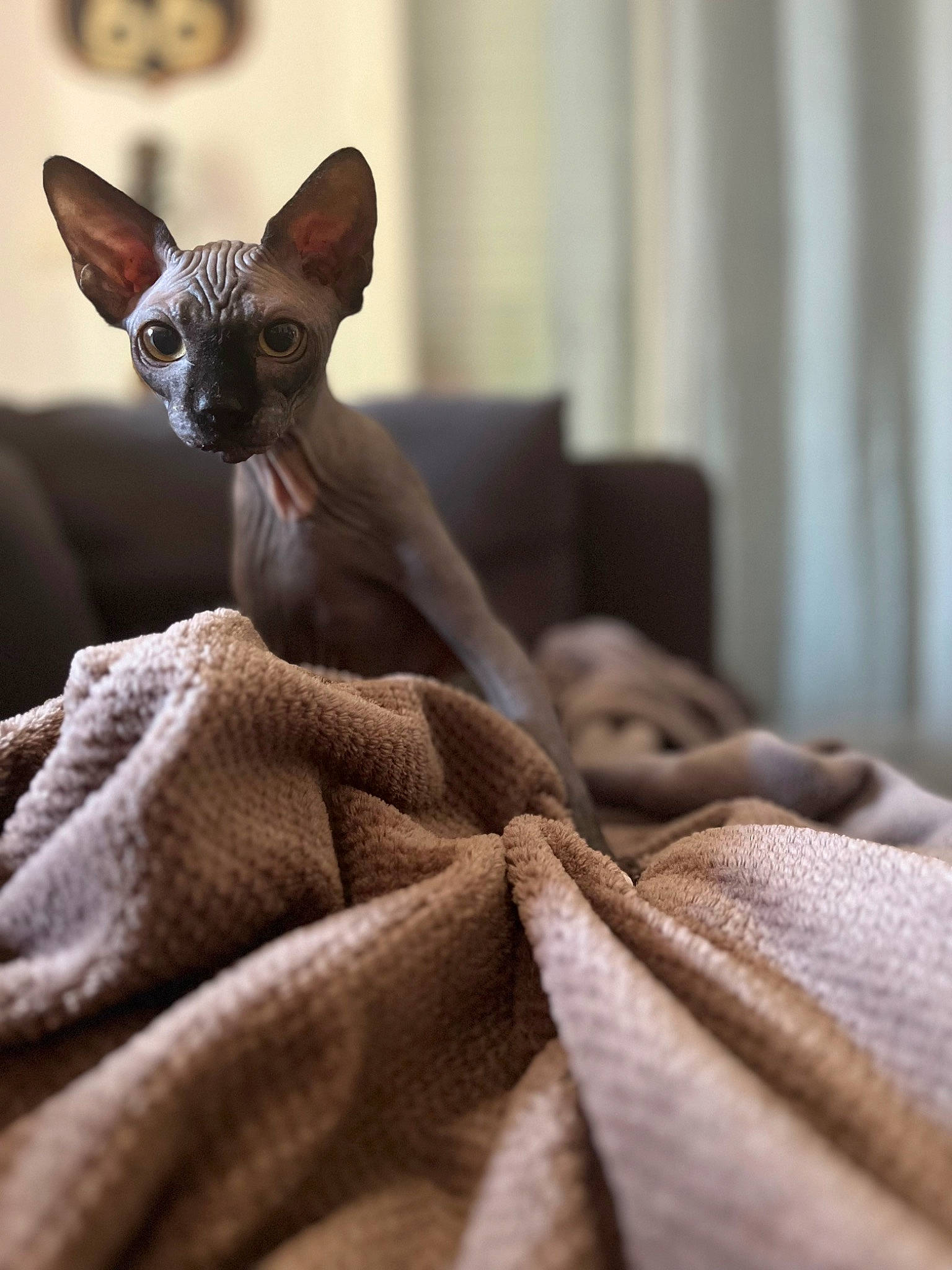 Uby a rejoint le concours — aidez-le/la à gagner de superbes lots ! brown, carmine, carnivore, cat, comfort, companion_dog, devon_rex, dog_breed, fawn, felidae, fur, grey, linens, rex_cat, small_to_medium_sized_cats, snout, terrestrial_animal, toy_dog, whiskers, wood