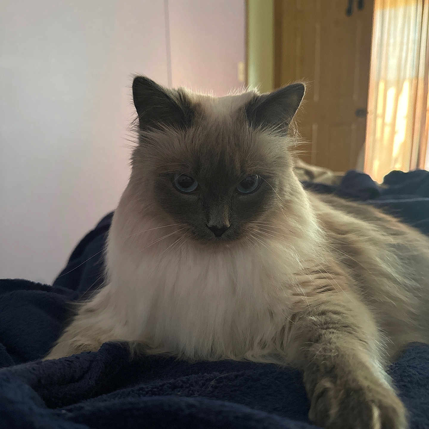 Zoey is registered to the contest to win money with this photo: angora, animal, bed, bedroom, blanket, cat, couch, furniture, homedecor, indoors, kitten, linen, manx, pet, quilt, room, siamese, towel