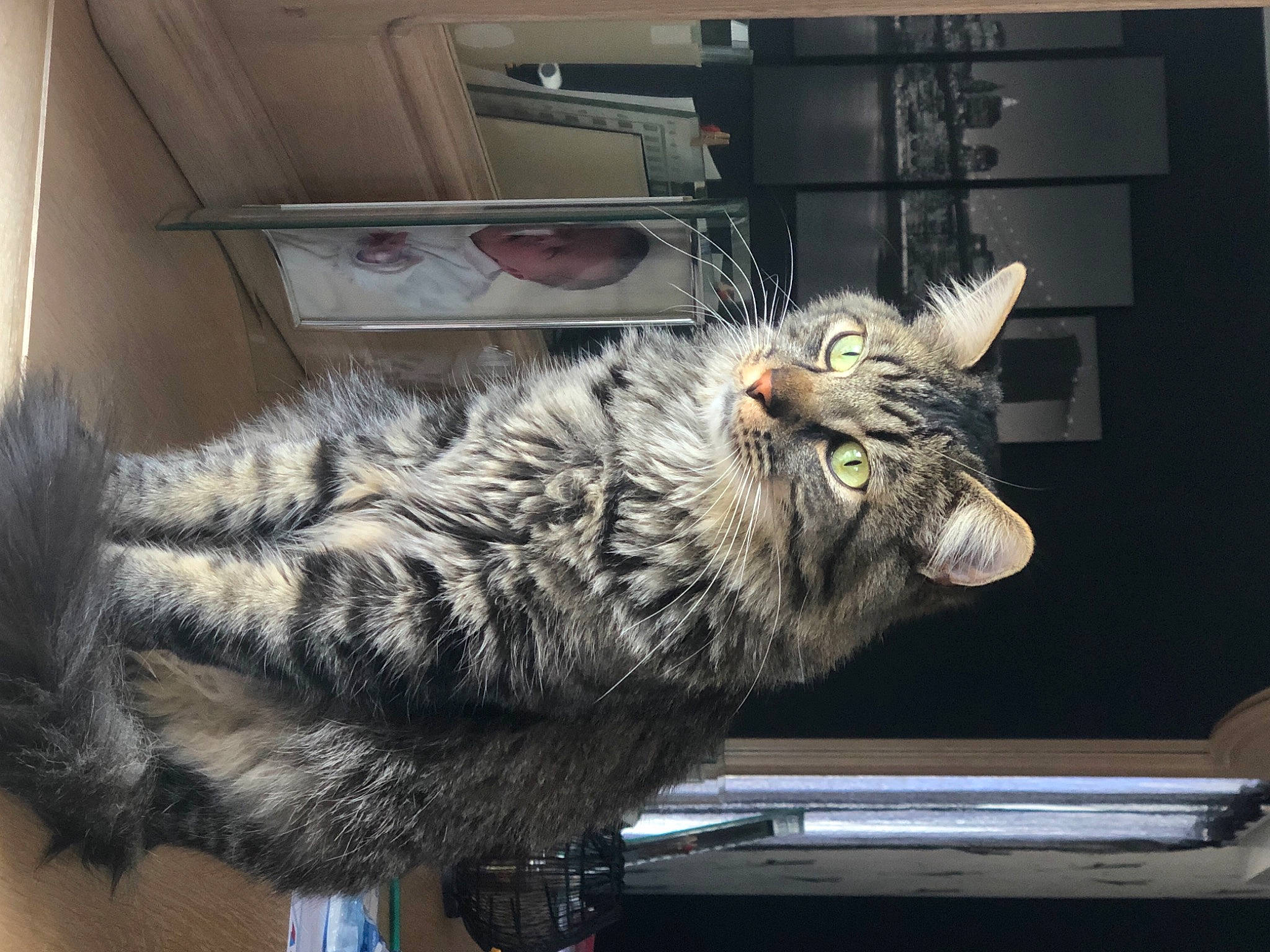 Apple a rejoint le concours — aidez-le/la à gagner de superbes lots ! carnivore, cat, domestic_long_haired_cat, domestic_short_haired_cat, dragon_li, european_shorthair, felidae, fur, maine_coon, mammal, small_to_medium_sized_cats, tabby_cat, whiskers