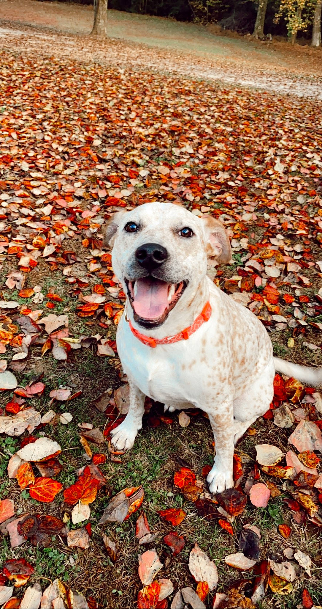 Piper is registered to the contest to win money with this photo: autumn, canidae, carnivore, collar, companion_dog, coquelicot, deciduous, dog, dog_breed, dog_collar, grass, non_sporting_group, plant, road_surface, snout, soil, sporting_group, tail, working_animal, working_dog