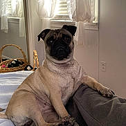 Margie is registered to the contest to win money with this photo: pug, dog, bed, blanket, curtains, window, mirror, basket, toy, paw, leg, indoor, pet, fur, resting, relaxed, cozy, light, shadow, human_leg