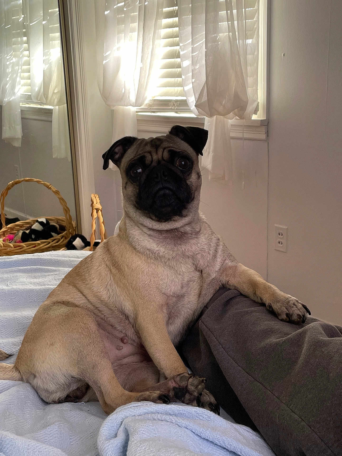 Margie is registered to the contest to win money with this photo: pug, dog, bed, blanket, curtains, window, mirror, basket, toy, paw, leg, indoor, pet, fur, resting, relaxed, cozy, light, shadow, human_leg
