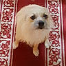 dog, small_dog, fluffy, carpet, patterned_carpet, red_carpet, white_pattern, pet, indoor, animal, cute, looking_up, fur, mammal, domestic_animal, companion, standing, four_legs, canine, blurry