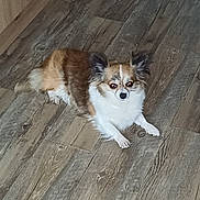 Pepita participe au concours pour gagner de l'argent avec cette photo : alert, animal, brown_and_white, companion, curious, cute, dog, domestic, ears_up, eyes_reflecting_flash, fluffy, fur, home, indoor, lying_down, mammal, pet, relaxed, small_dog, wooden_floor