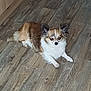 alert, animal, brown_and_white, companion, curious, cute, dog, domestic, ears_up, eyes_reflecting_flash, fluffy, fur, home, indoor, lying_down, mammal, pet, relaxed, small_dog, wooden_floor
