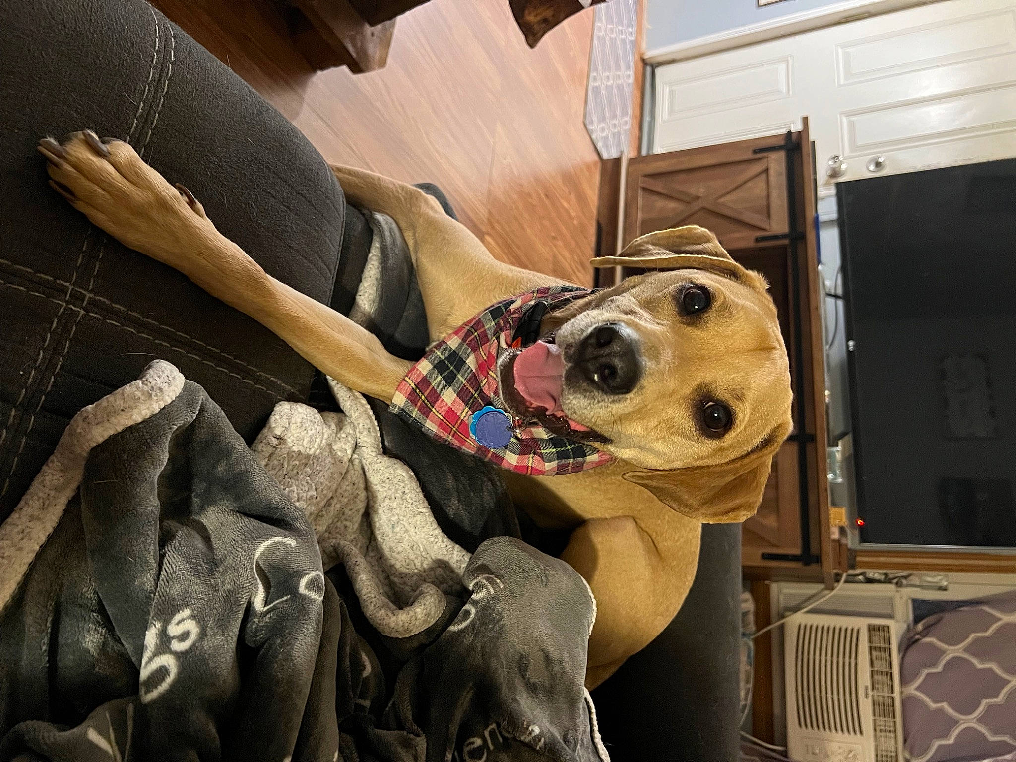 Logan is registered to the contest to win money with this photo: art, automotive_design, canidae, carnivore, companion_dog, dog, dog_breed, eyewear, fashion_accessory, fawn, fur, jaw, metal, motor_vehicle, personal_protective_equipment, snout, sporting_group, sunglasses, vehicle_door, working_animal