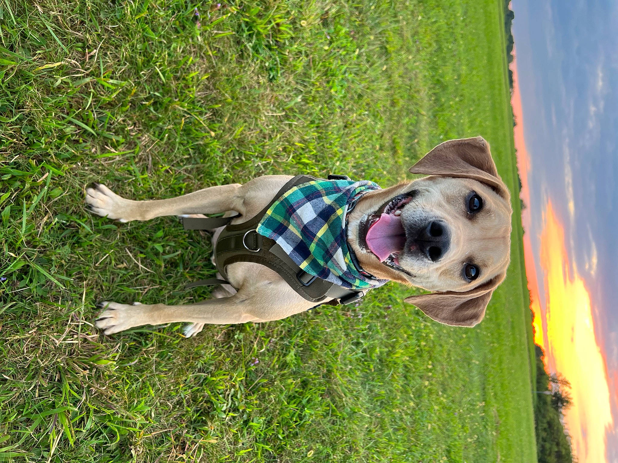 Logan is registered to the contest to win money with this photo: canidae, carnivore, companion_dog, dog, dog_breed, fawn, fun, grass, grass_family, happy, leisure, people_in_nature, plaid, plant, recreation, sky, smile, sporting_group, tree, working_animal