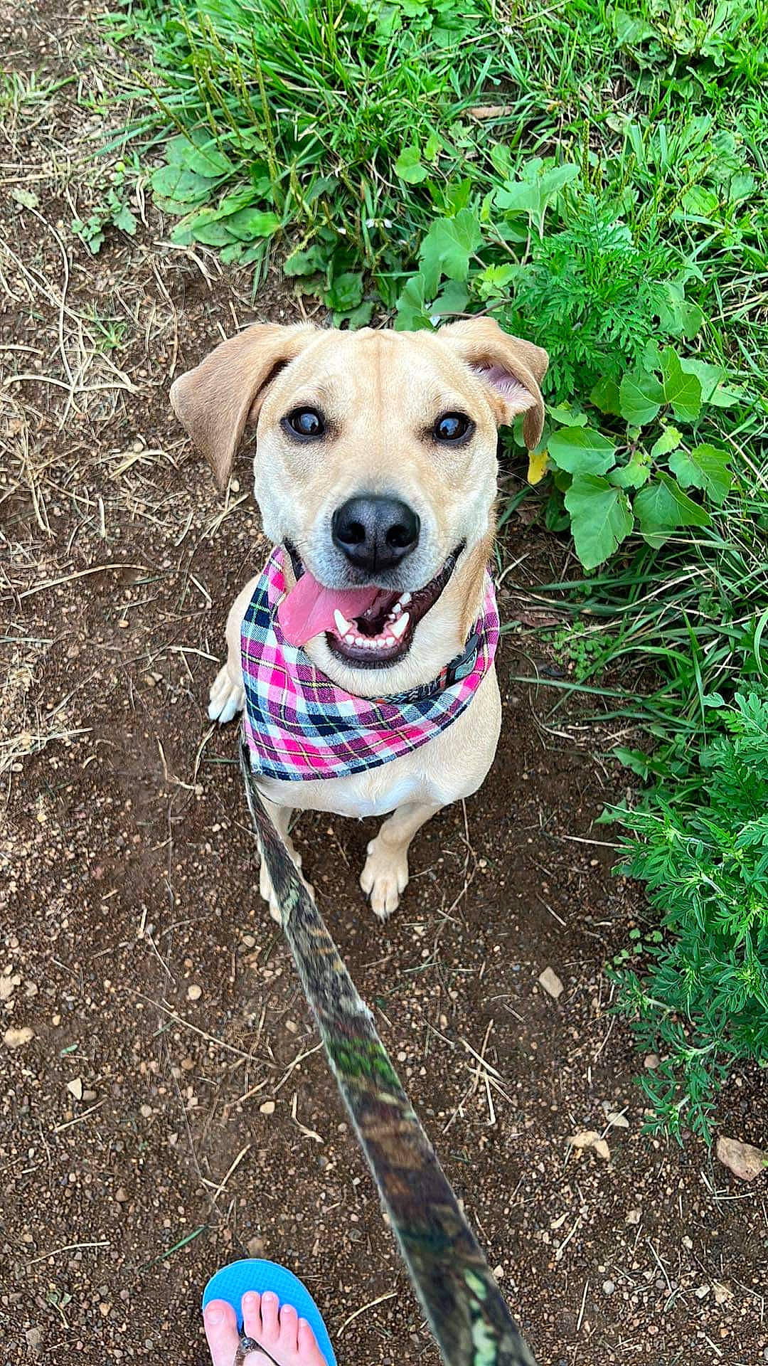 Logan is registered to the contest to win money with this photo: canidae, carnivore, collar, companion_dog, dog, dog_breed, dog_clothes, dog_collar, dog_supply, fawn, grass, leash, pet_supply, plant, snout, soil, sporting_group, tail, wood, working_animal