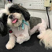 Bailey Austin joined the competition — help win amazing prizes! animal, black_and_white, bow, close_up, cord, cute, dog, floor, fluffy_tail, fur, groomed, indoor, pet, pet_tag, playful, power_outlet, resting, small_dog, tongue_out, wall