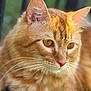cat, orange_tabby, close_up, animal, pet, whiskers, fur, ears, eyes, outdoor, grass, nature, portrait, mammal, feline, resting, calm, soft_light, background_blur, cute