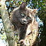Lili a rejoint le concours — aidez-le/la à gagner de superbes lots ! cat, gray_cat, fluffy, tree, climbing, outdoor, nature, green_eyes, sunlight, leaves, branches, animal, mammal, wildlife, close_up, portrait, whiskers, paw, fur, daylight