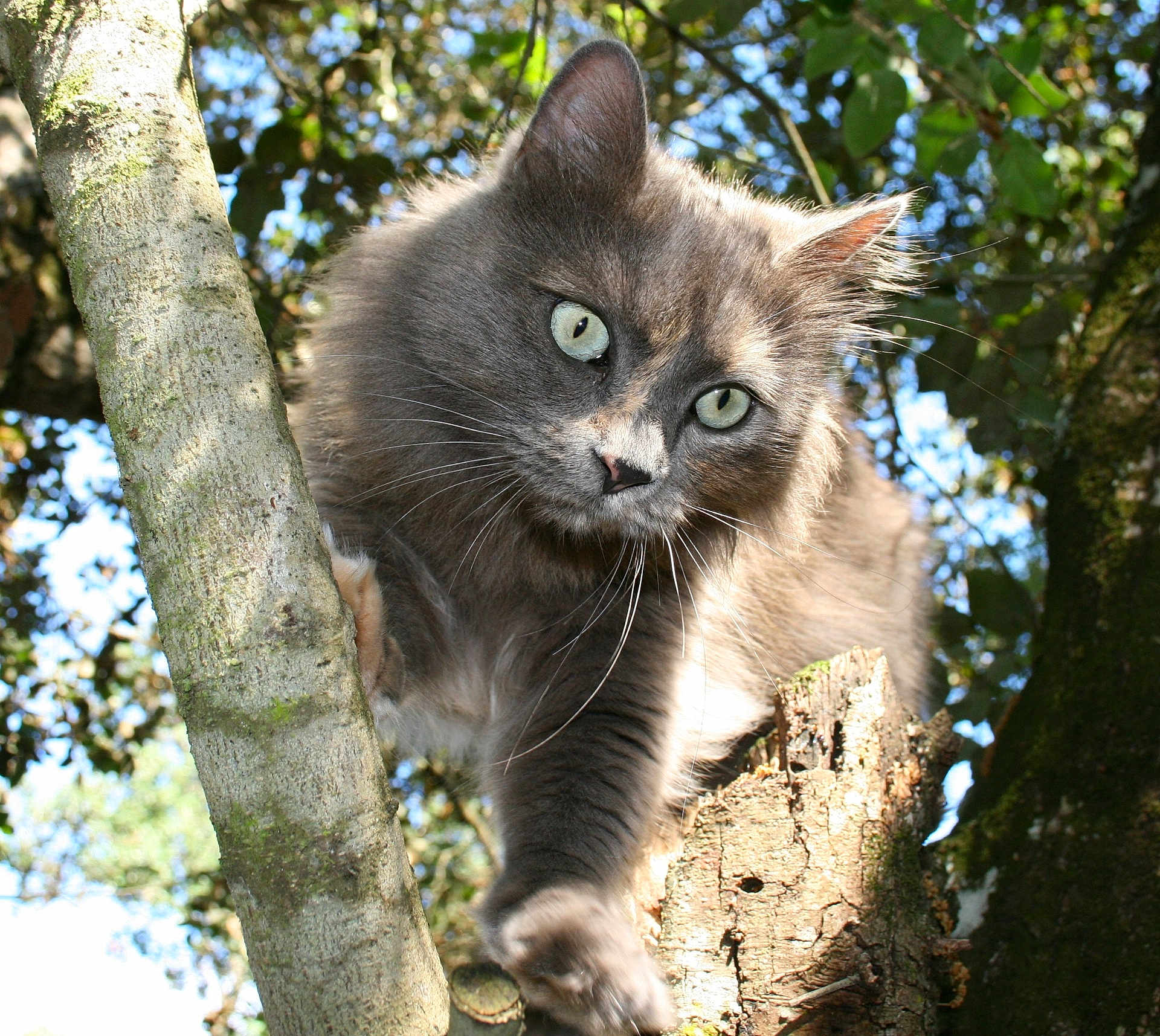 Lili a rejoint le concours — aidez-le/la à gagner de superbes lots ! cat, gray_cat, fluffy, tree, climbing, outdoor, nature, green_eyes, sunlight, leaves, branches, animal, mammal, wildlife, close_up, portrait, whiskers, paw, fur, daylight