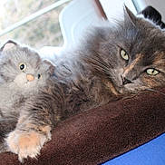 Lili a rejoint le concours — aidez-le/la à gagner de superbes lots ! cat, stuffed_toy, fluffy, cushion, indoor, relaxed, pet, animal, window, light, fur, soft, cozy, gray, brown, closeup, laying, cute, domestic_cat, companion