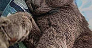 Bahia participe au concours pour gagner de l'argent avec cette photo : blanket, brown_fur, cat, close_up, couch, cozy, cushion, ears, eyes_closed, indoor, lounging, nose, paw, pet, photography, plush_toy, portrait, relaxed, sleeping, whiskers